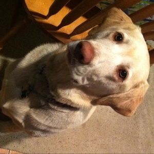 Meet your Posher, Dawn